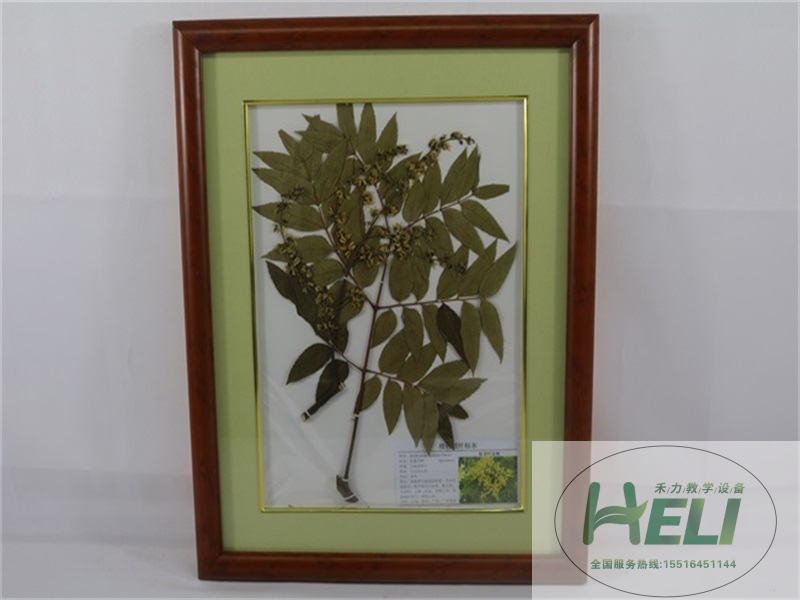 植物臘葉標本-復羽葉欒樹