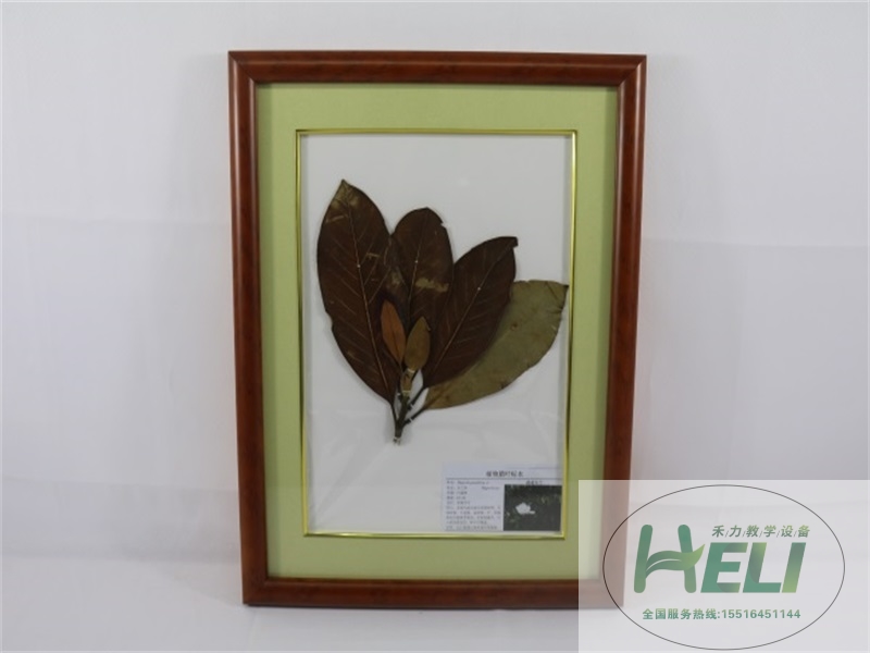 植物臘葉標本-荷花玉蘭