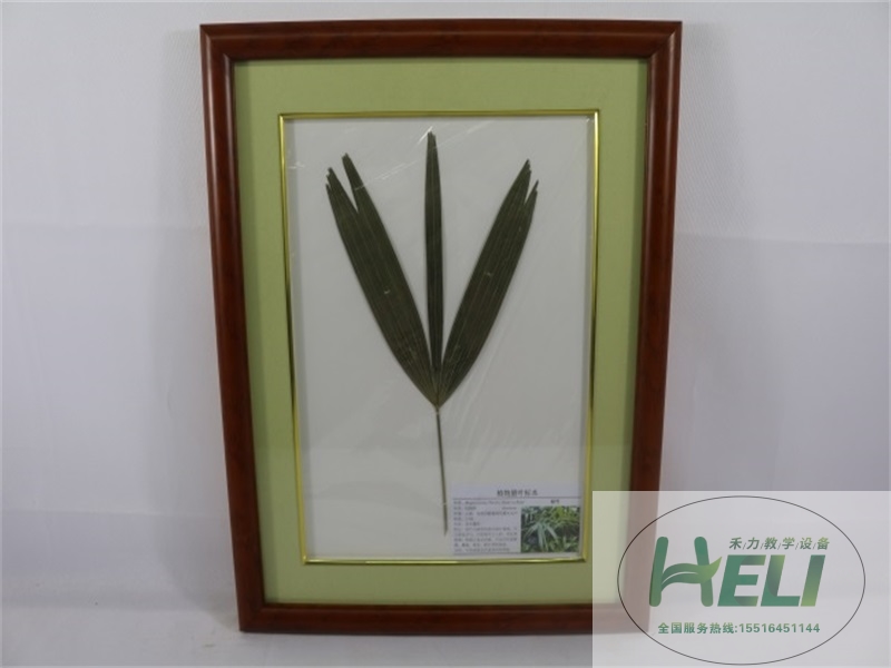 植物臘葉標本-棕竹